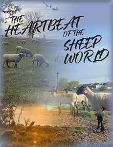 Heartbeat of the Sheep World