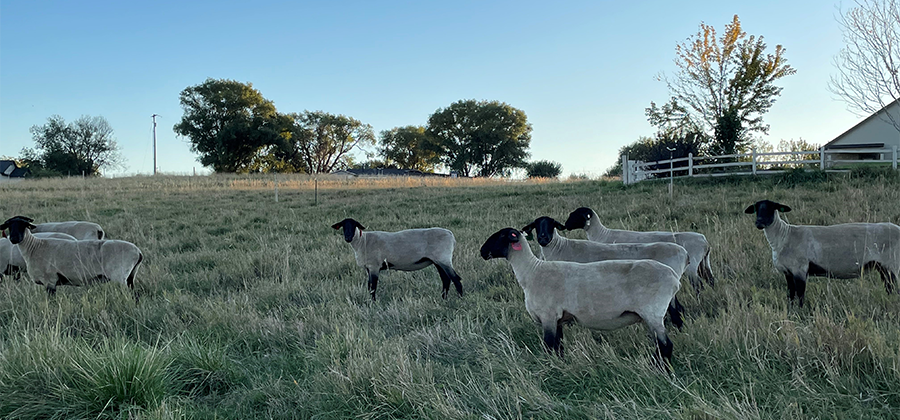 Suffolk Ewes on Pasture