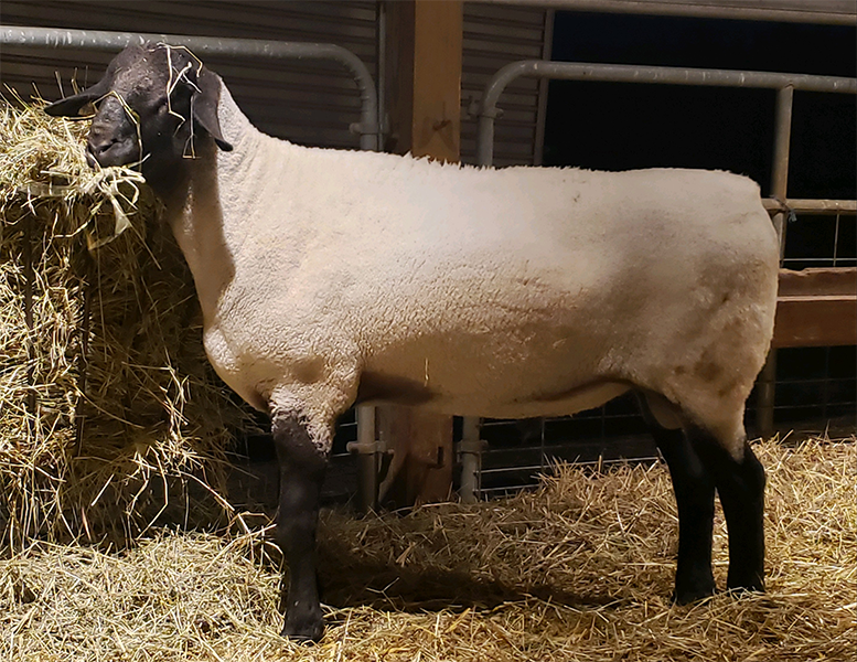 Suffolk Ram