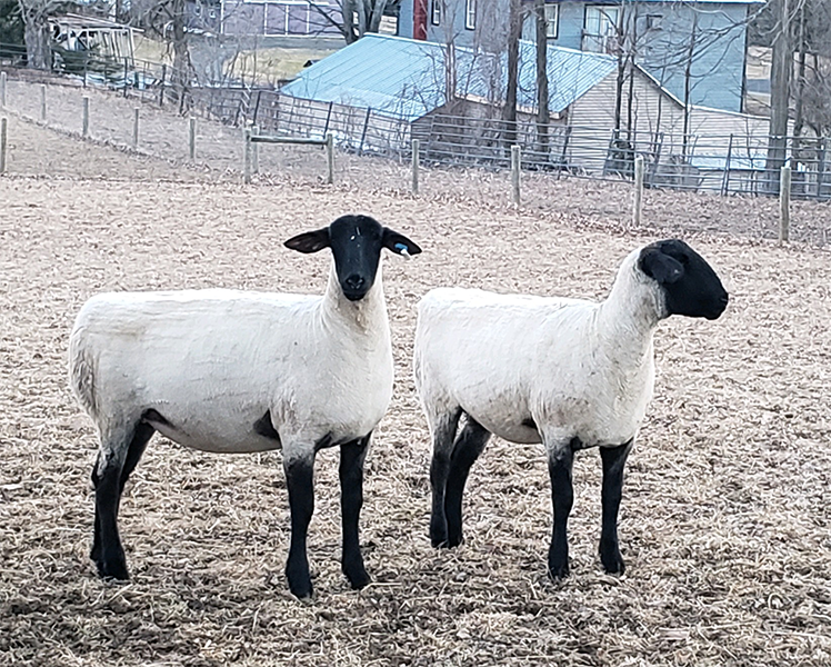 Two Suffolk Ewes